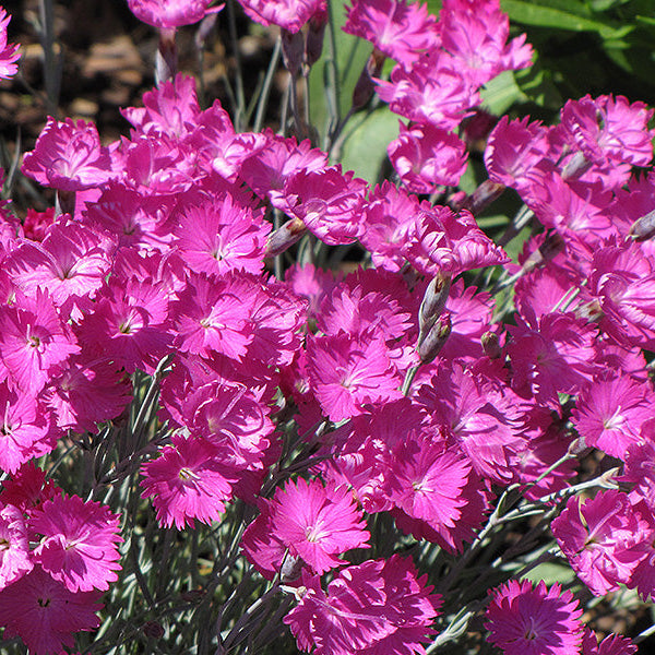 Dianthus Pinks Firewitch - 6" Perennial