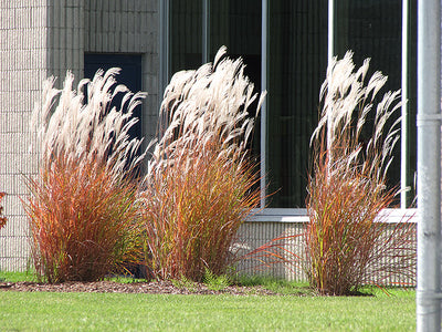 Miscanthus Maiden Grass Purpurascens
