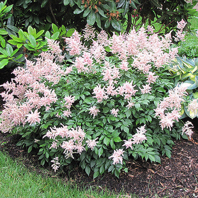 Astilbe False Spirea Peach Blossom