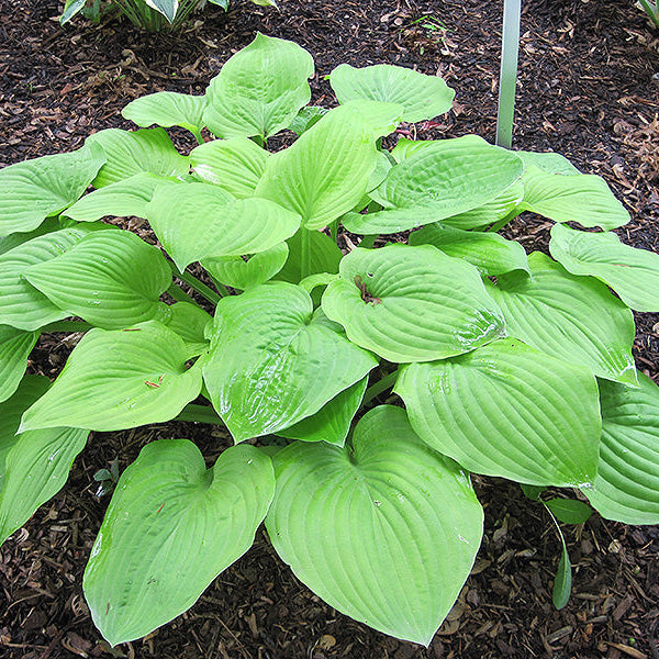 Hosta Plantain Lily August Moon