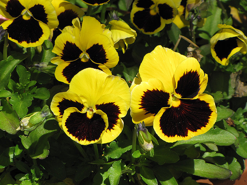 Pansy Yellow Blotch - 12" Bowl Planter