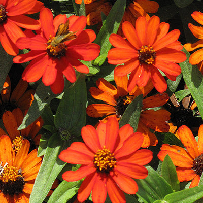 Zinnia Profusion Orange - 4 Pack Annual