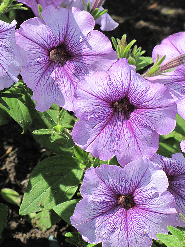 Petunia Madness Orchid - 4 Pack Annual