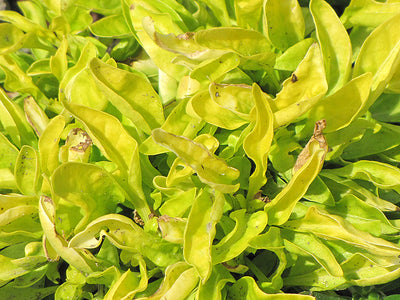 Alteranthera True Yellow - 4.33" Premium Annual