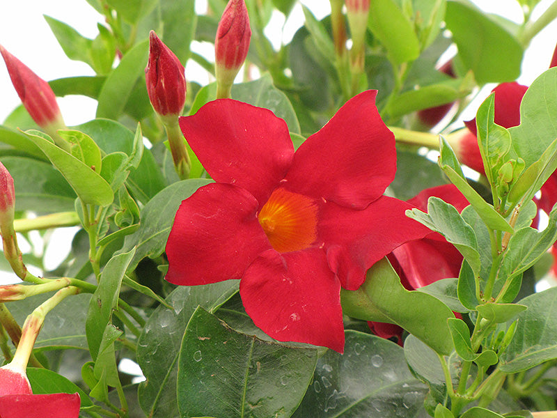 Dipladenia Madinia Deep Red - 5" Premium Annual