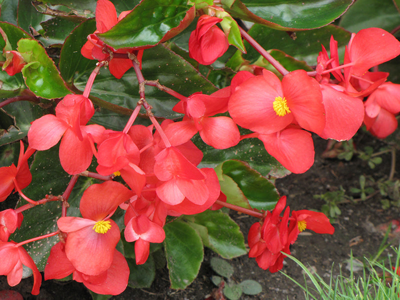 Begonia Dragon Wing Red - 5" Premium Annual
