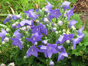 Platycodon Balloon Flower Sentimental Blue