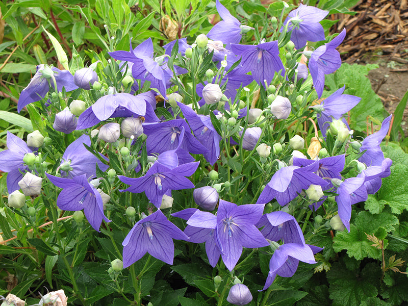 Platycodon Balloon Flower Sentimental Blue