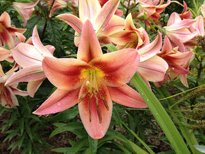 Lilium Lily Orienpet Montego Bay
