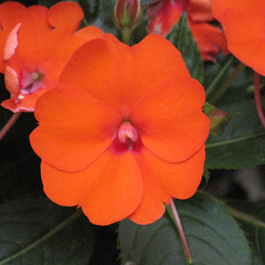 SunPatiens Electric Orange - 8" Planter