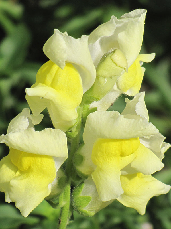 Snapdragon Snapshot Yellow - 4 Pack Annual