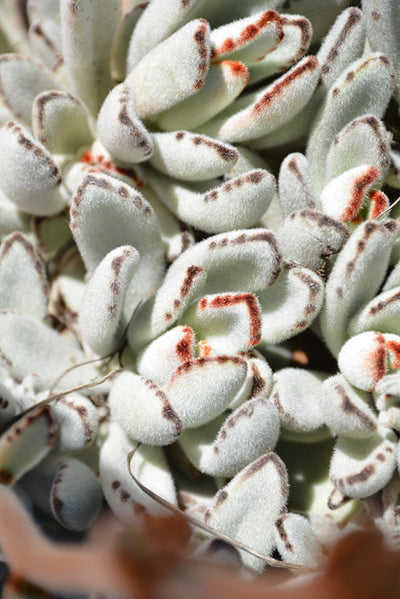 Kalanchoe tomentosa - 2.5" Succulent
