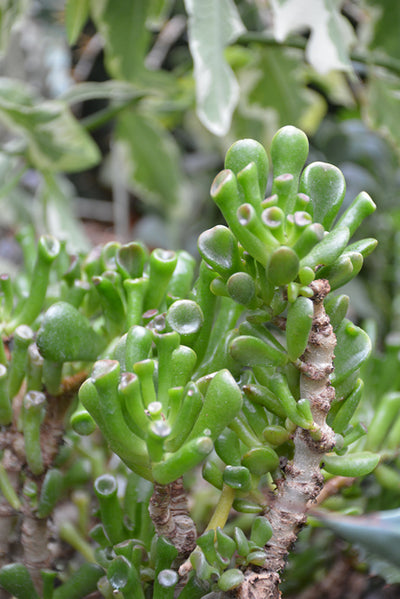 Crassula ovata Hobbit - 2.5" Succulent