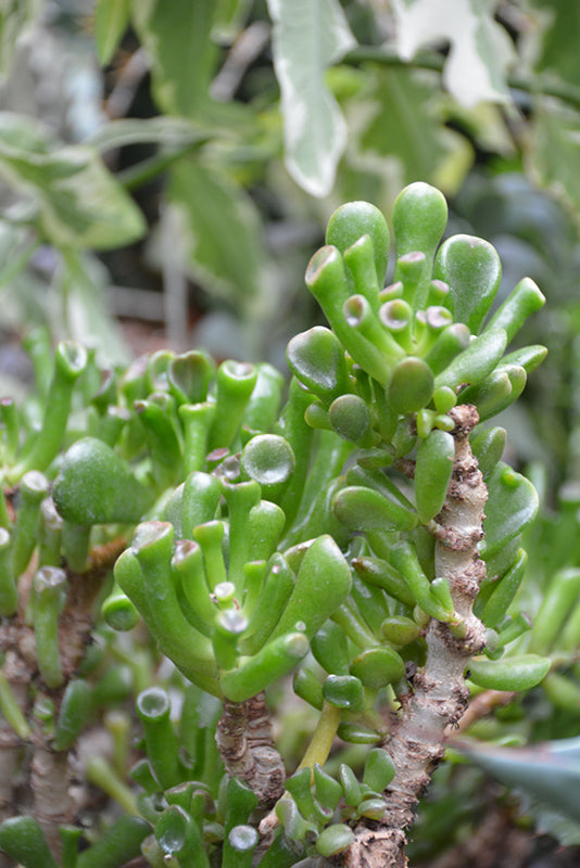 Crassula ovata Hobbit - 2.5" Succulent