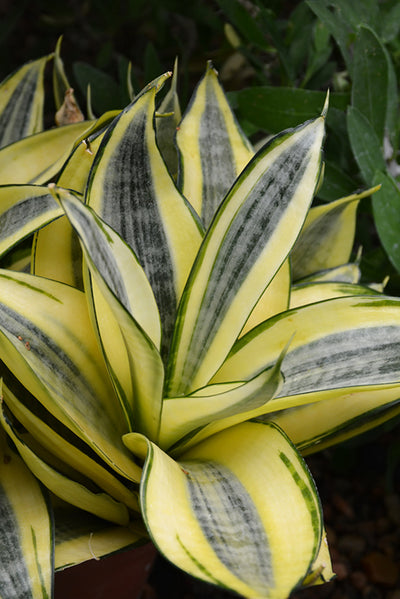 Sansevieria tri Golden Hahni - 2.5" Succulent