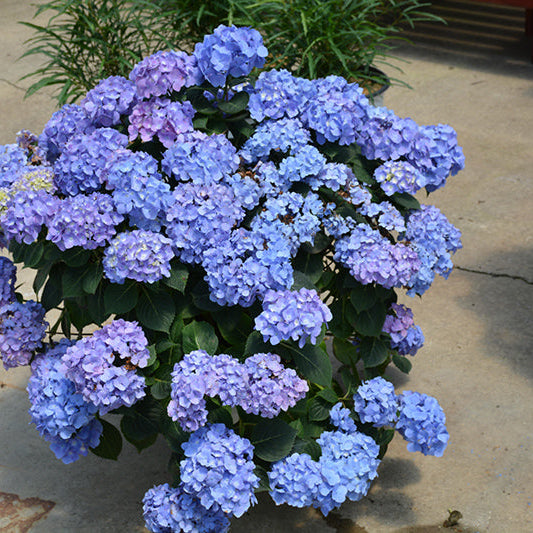 Hydrangea Let's Dance Blue Jangles