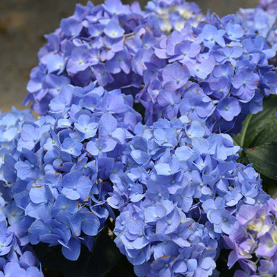 Hydrangea Let's Dance Blue Jangles