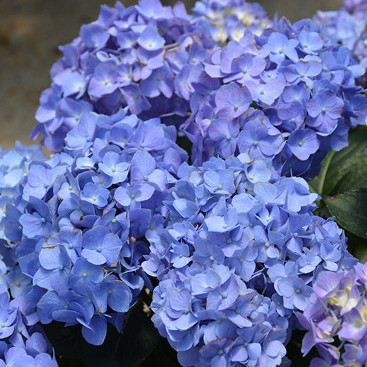 Hydrangea Let's Dance Blue Jangles