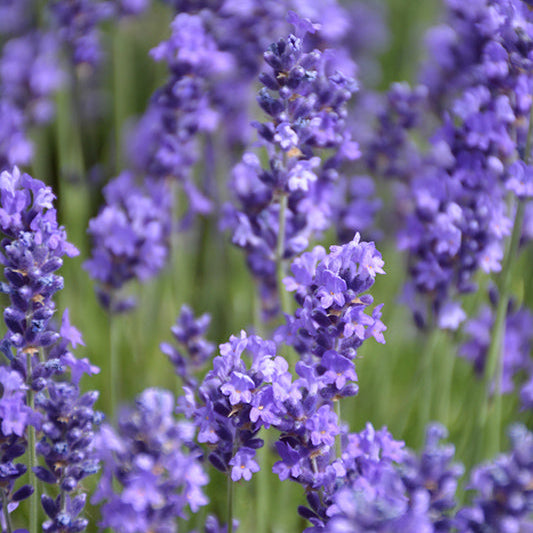 Lavandula Lavender Annet
