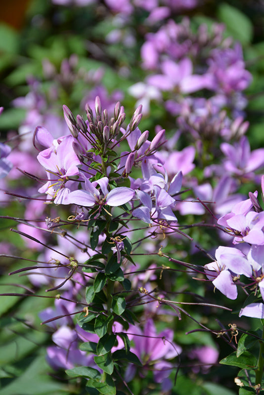 Cleome Senorita Rosalita - 1 Gallon Proven Winners Annual