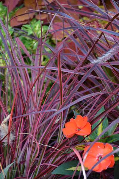 Pennisetum setaceum Fireworks - 5" Premium Thriller Annual