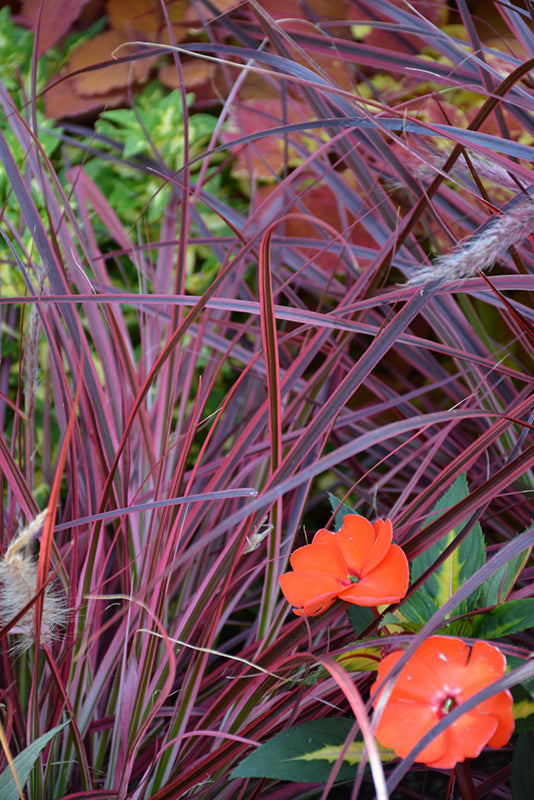 Pennisetum setaceum Fireworks - 5" Premium Thriller Annual