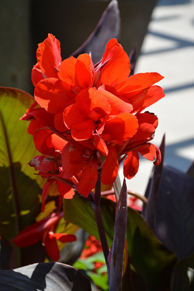 Canna Toucan Scarlet - 1 Gallon Proven Winners Annual