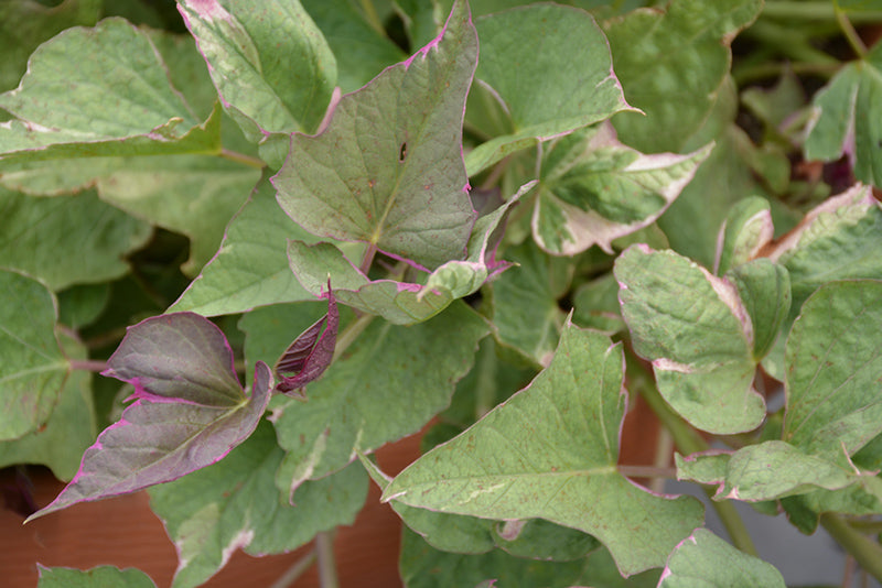 Ipomoea Tricolor - 4.33" Premium Annual