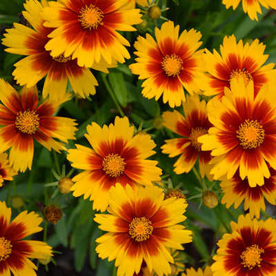 Coreopsis Tickseed Uptick Gold & Bronze