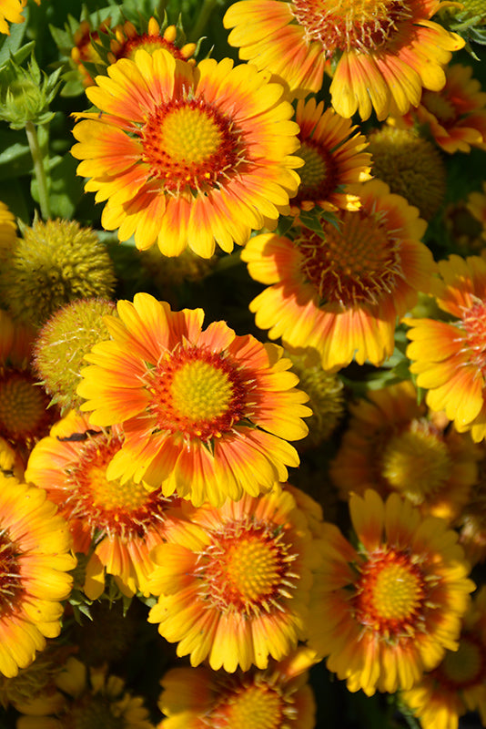 Gaillardia Blanket Flower Arizona Apricot