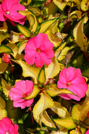 SunPatiens Tropical Rose VL - 8" Planter