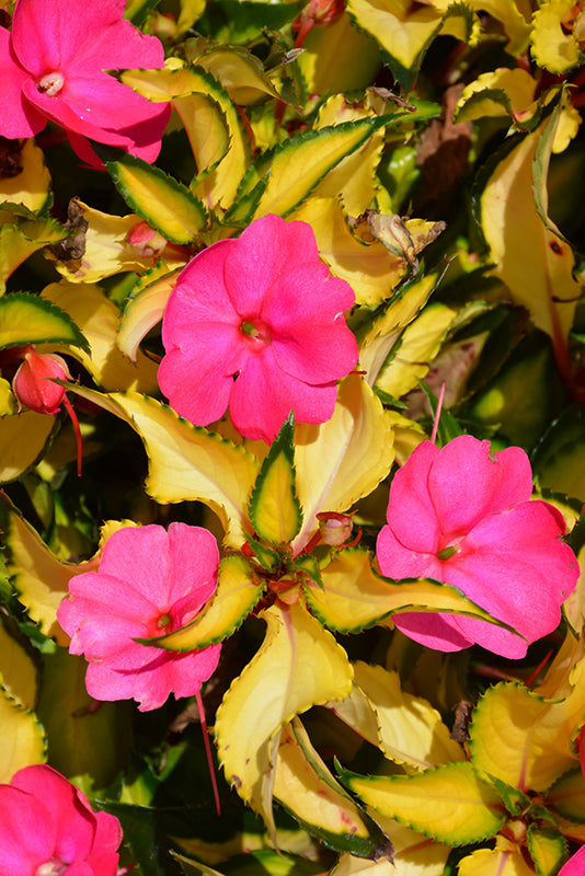 SunPatiens Tropical Rose VL - 8" Planter