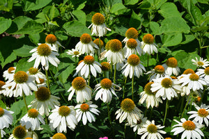 Echinacea Coneflower Powwow White