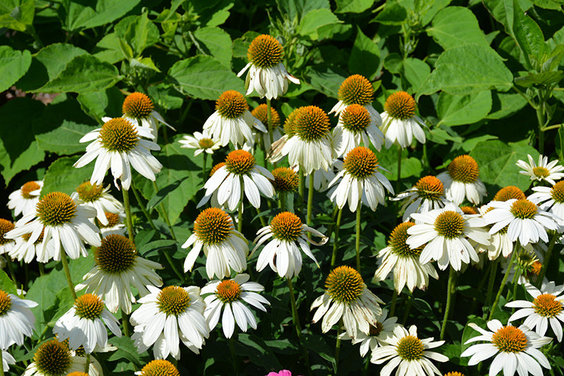 Echinacea Coneflower Powwow White