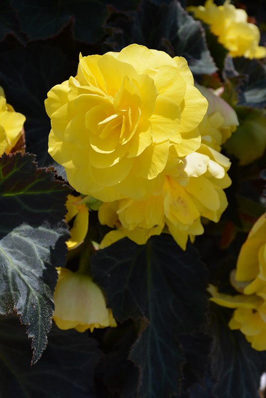 Begonia Nonstop Mocca Yellow - 4.5" Potted Begonia