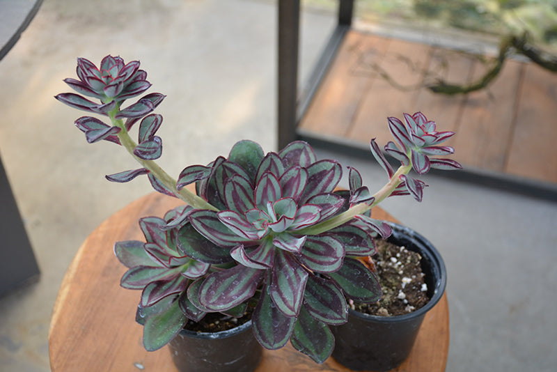 Echeveria nodulosa - 2.5" Succulent