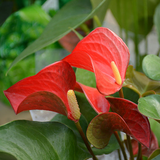 Pizzazz Anthurium - Anthurium sp - 4" Pot