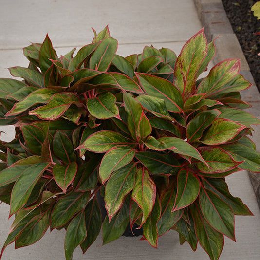 Siam Aurora Chinese Evergreen - Aglaonema sp - 4" Pot