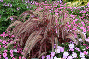 Pennisetum setaceum Fireworks - 5" Premium Thriller Annual