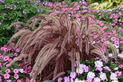 Pennisetum setaceum Fireworks - 5" Premium Thriller Annual
