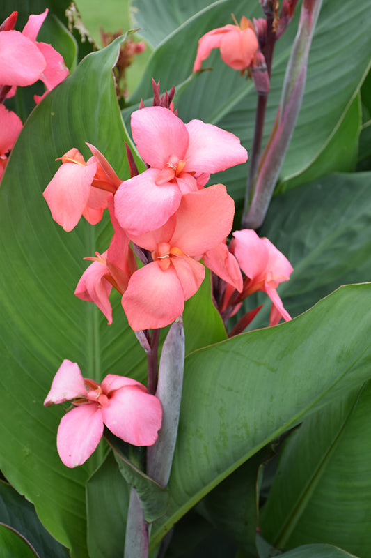 Canna Toucan Coral - 1 Gallon Proven Winners Annual