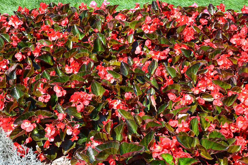 Begonia Big Red Bronze Leaf - 5" Premium Annual