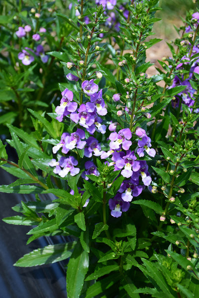 Angelonia ArchAngel Blue Bicolor - 4.33" Premium Annual
