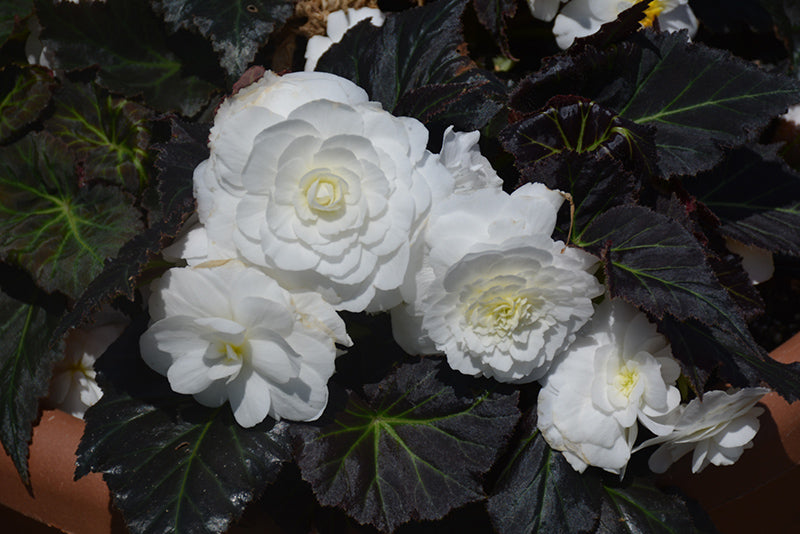 Begonia Nonstop Mocca White - 4.5" Potted Begonia