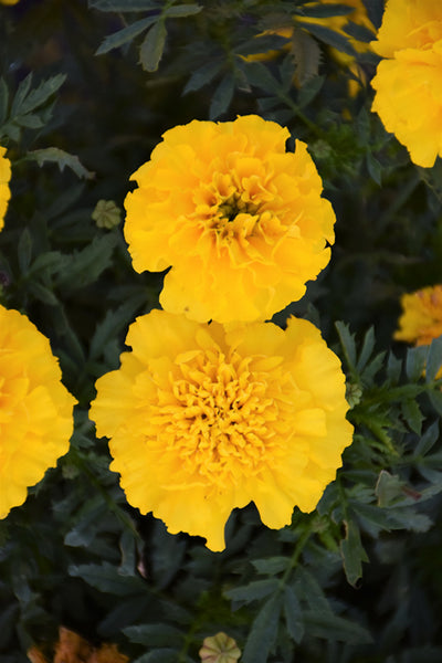 Marigold Bonanza Yellow - 4 Pack Annual