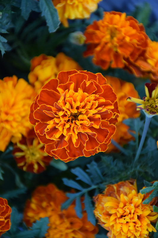 Marigold Bonanza Harmony - 4 Pack Annual