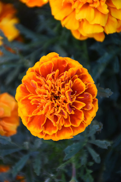 Marigold Bonanza Flame - 4 Pack Annual