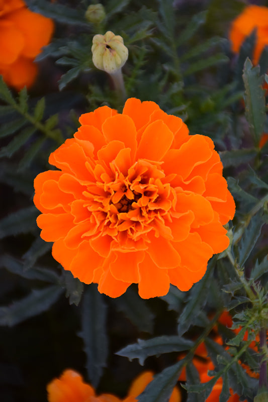 Marigold Bonanza Deep Orange - 4 Pack Annual