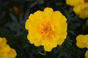 Marigold Durango Yellow - 4 Pack Annual