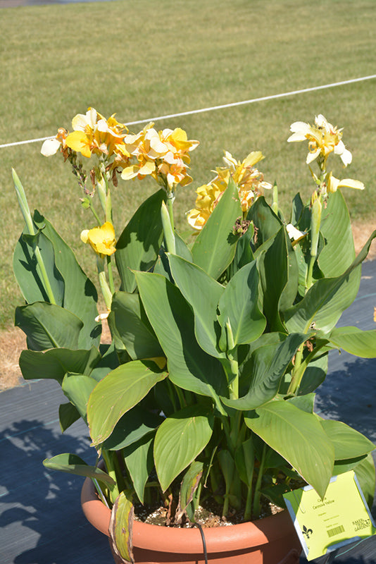 Canna Cannova Yellow - 8" Planter